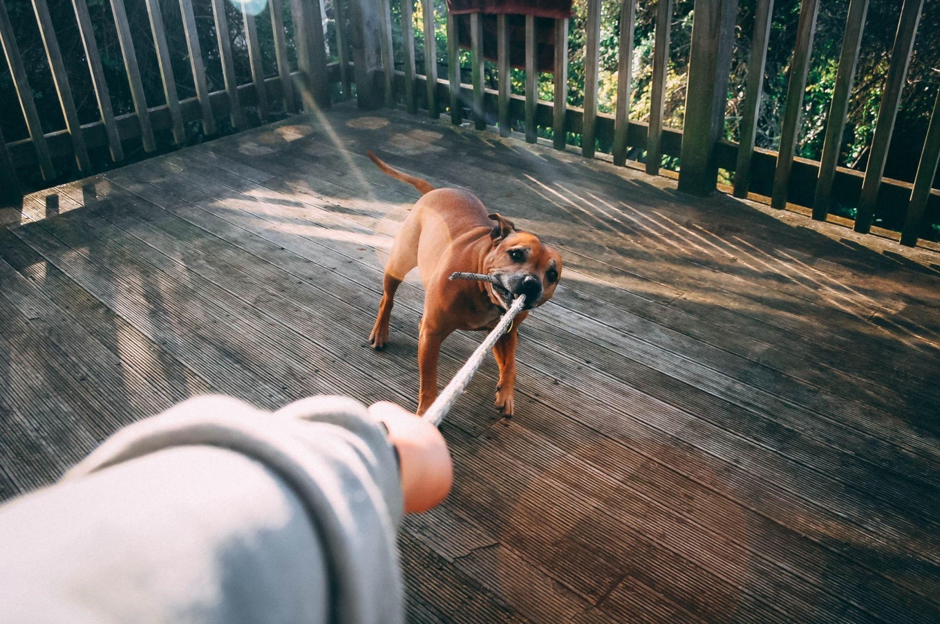 Dog playing tug o' war on patio with human; image by Darcy Lawrey, via Pexels.com