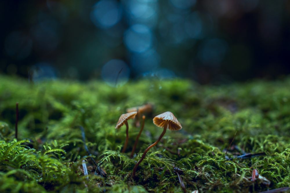 Professor Says Using Psychedelics for Mental Health is Not Just a 'Fad'