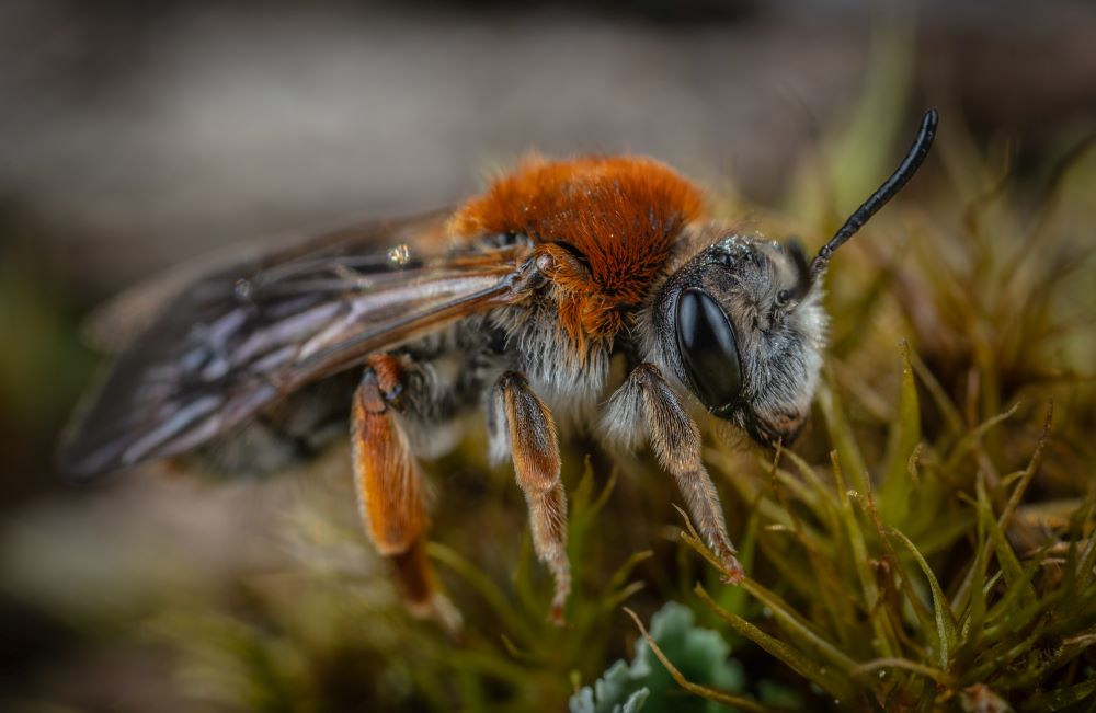 Wild Bees Need Motherly Love Just Like Humans
