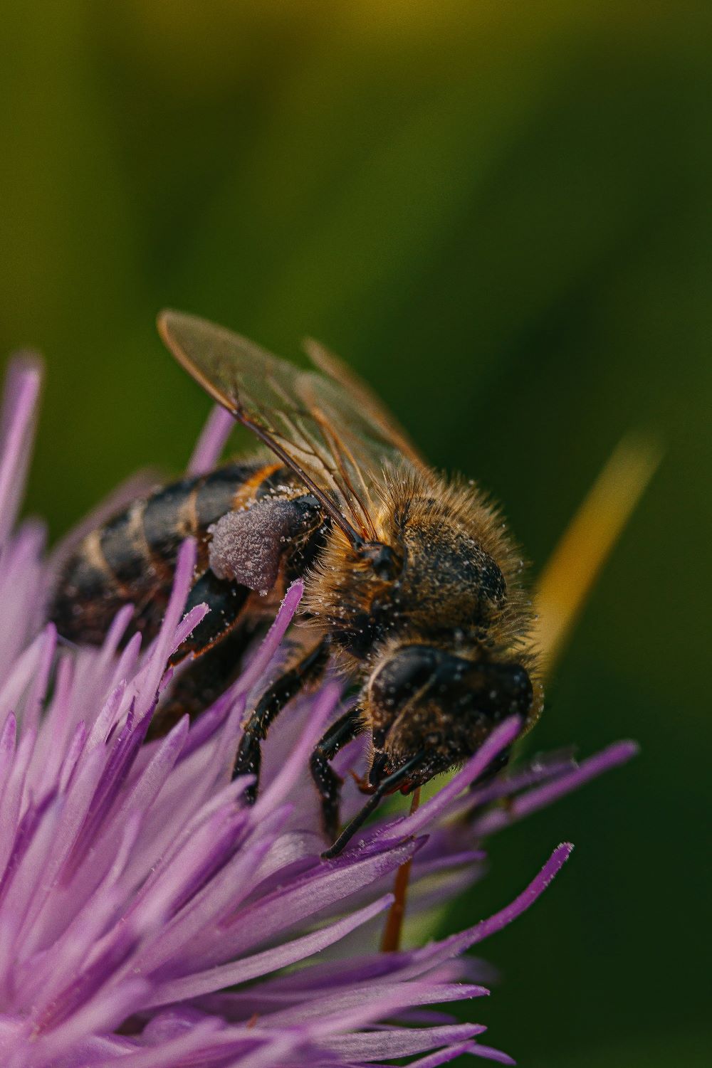 Wild Bees Need Motherly Love Just Like Humans