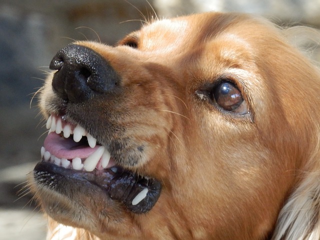 Dog baring its teeth; image by freegr, via Pixabay.com.