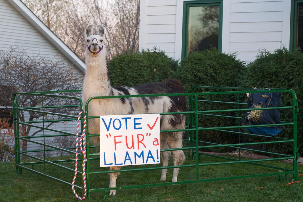 A llama standing in a small enclosure in a yard, with a sign that says "Vote Fur a Llama!"