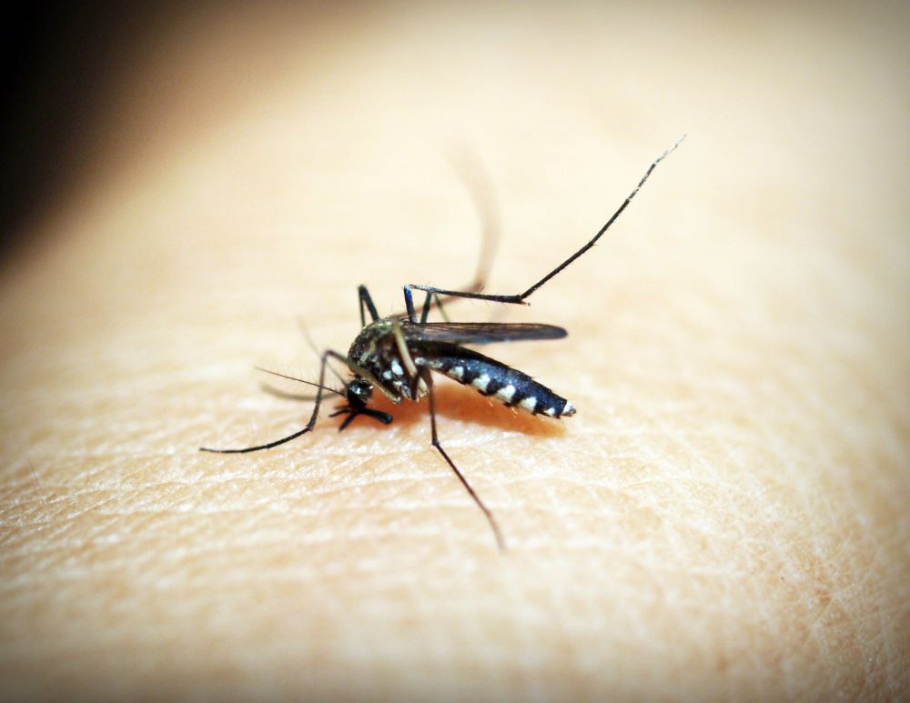 Health Officials Warn About Dengue Fever Deaths, Discuss Precautions