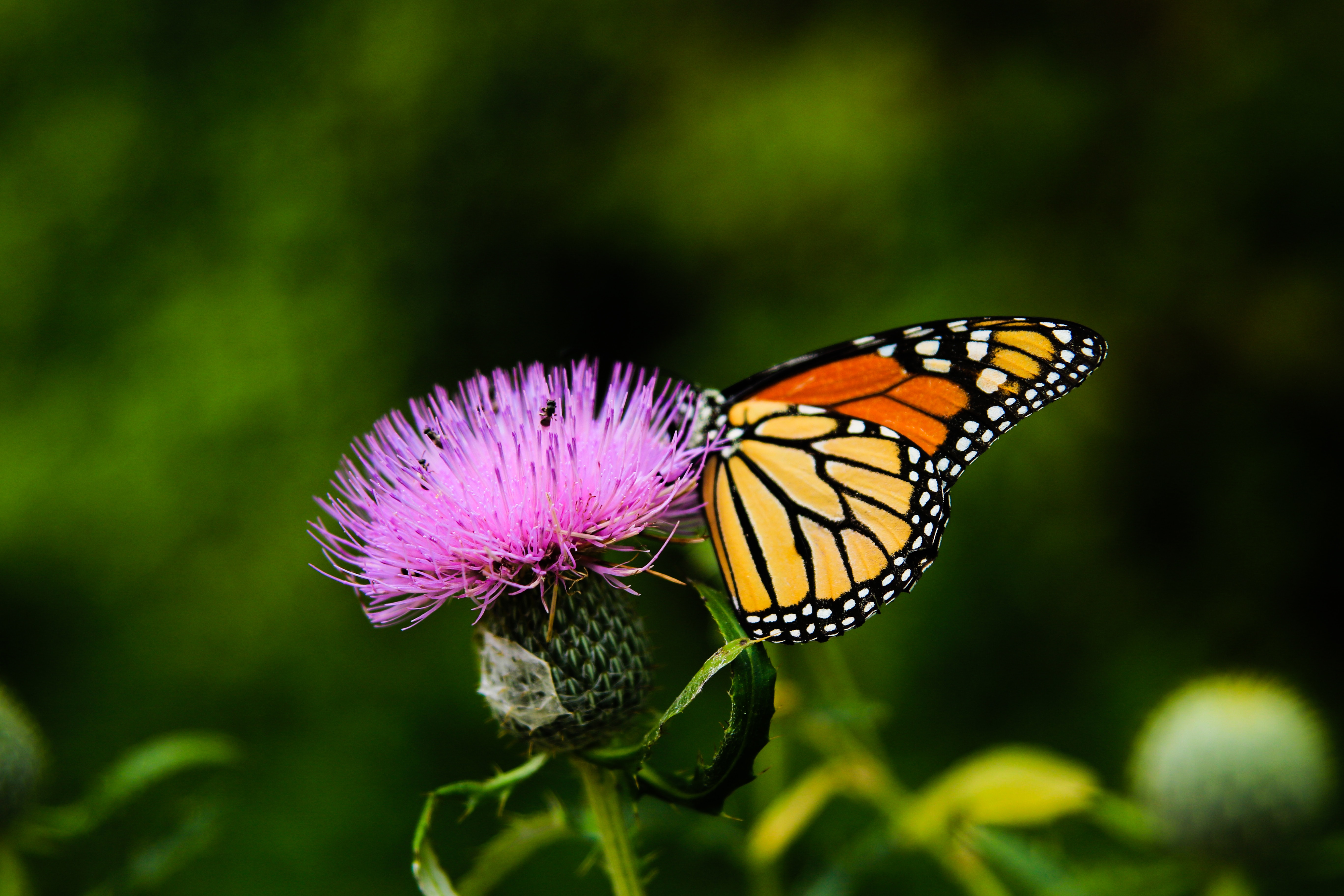 Monarch butterfly on a purple creeping thistle flower; image by Sean Stratton, via Unsplash.com