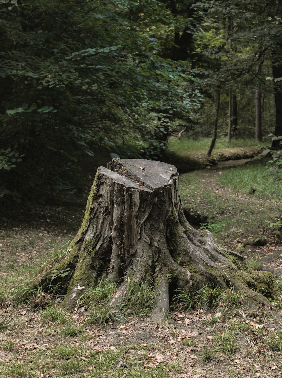 Tree stump; image by Edward Howell, via Unsplash.com.