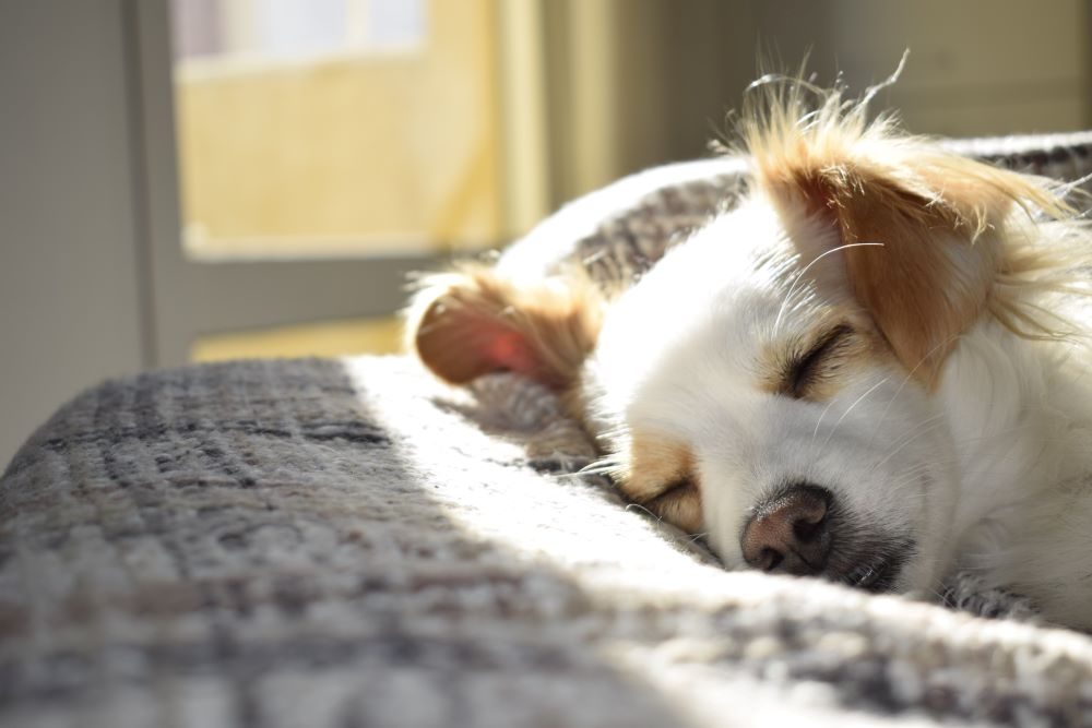 FDA Warns Pet Meds Can Harm Human Health