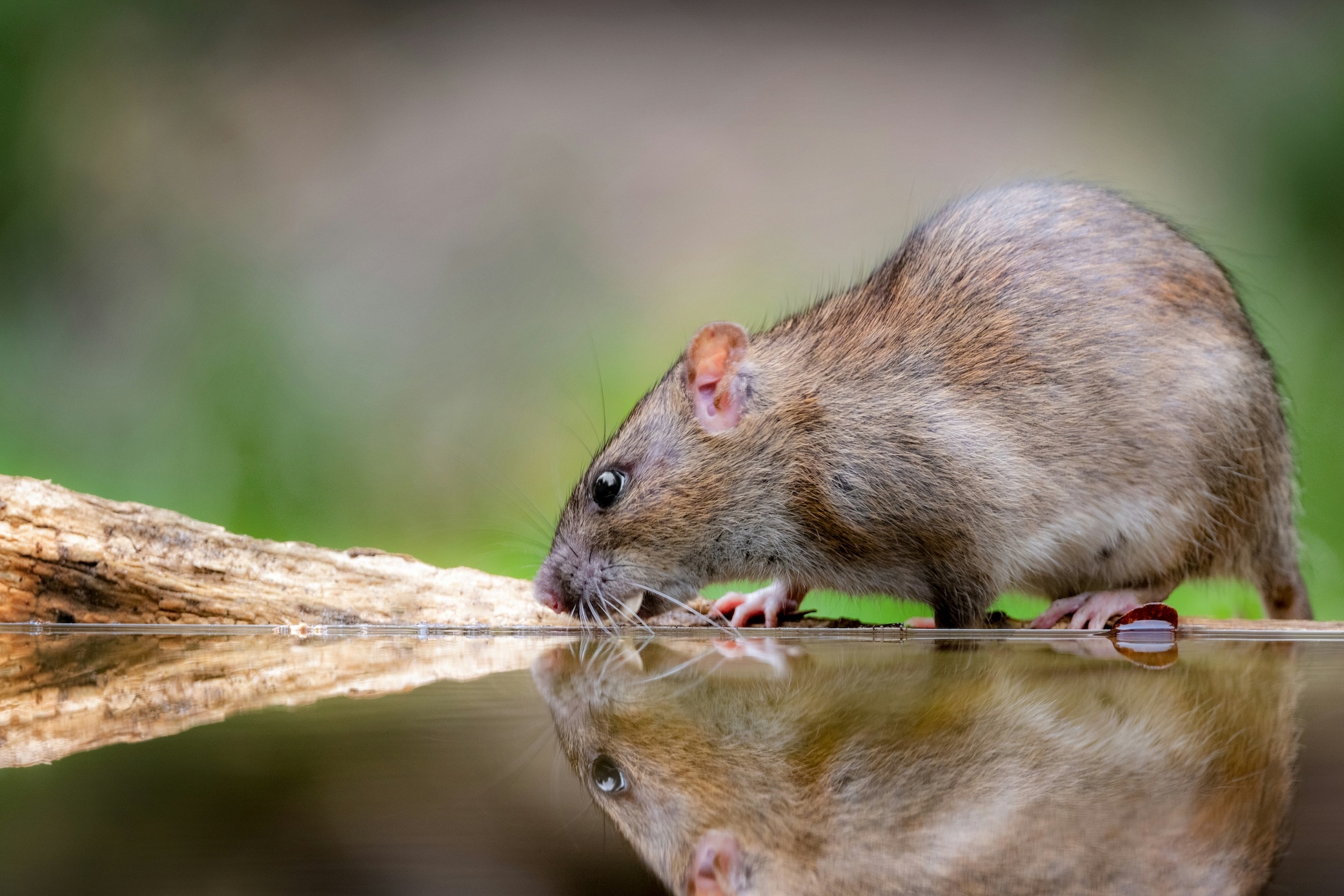 Rat drinking at puddle seeing its reflection; image by Patrick Kalkman, via Unsplash.com.