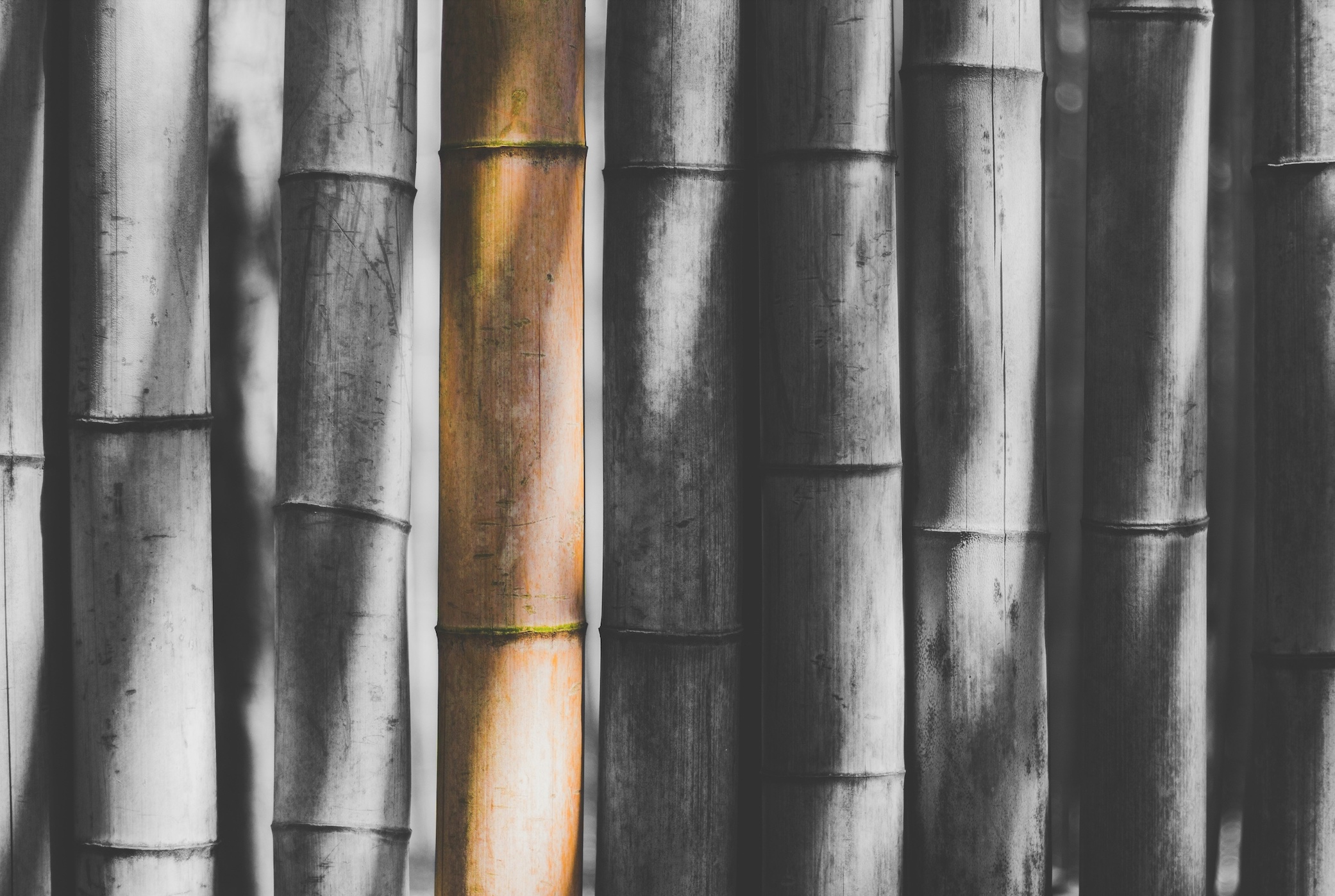 Selective color image of bamboo sticks; image by Bundo Kim, via Unsplash.com.