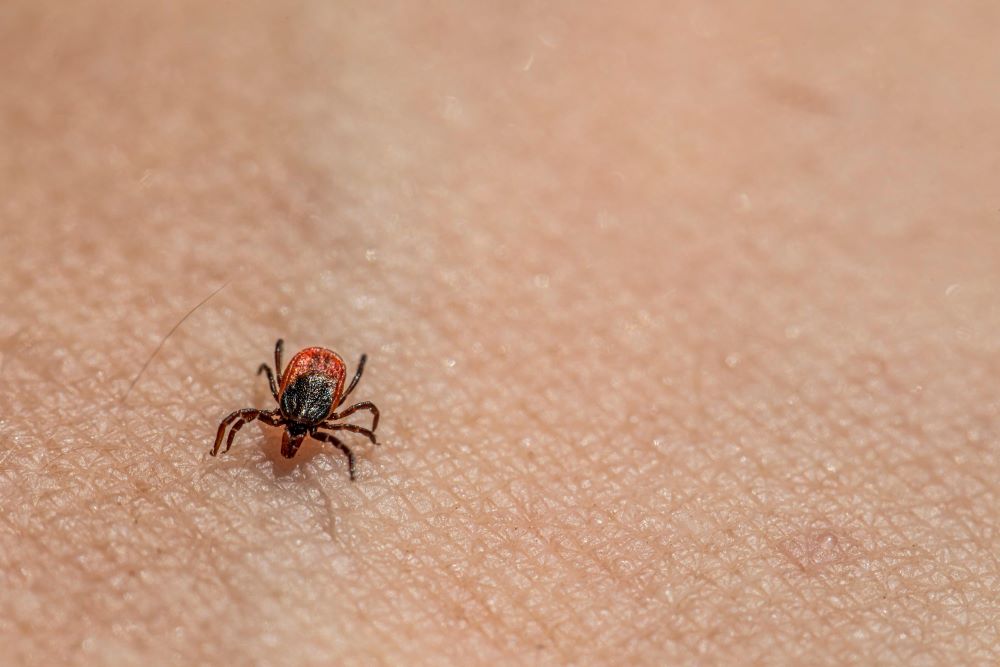 Malaria Carrying Ticks May Also be Spreading Babesiosis