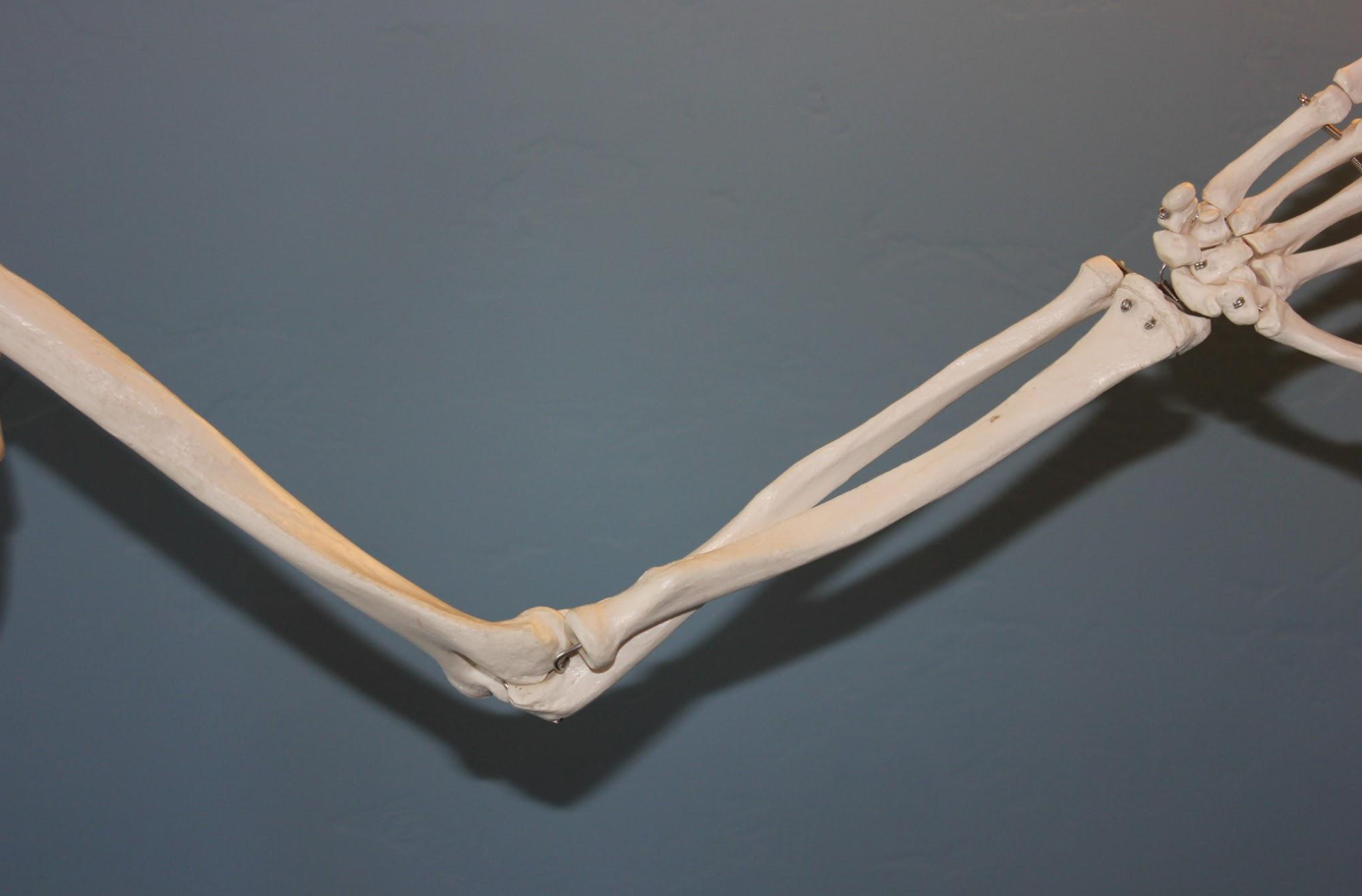 Skeleton showing elbow anatomy; image by IAOM-US, via Pixabay.com.