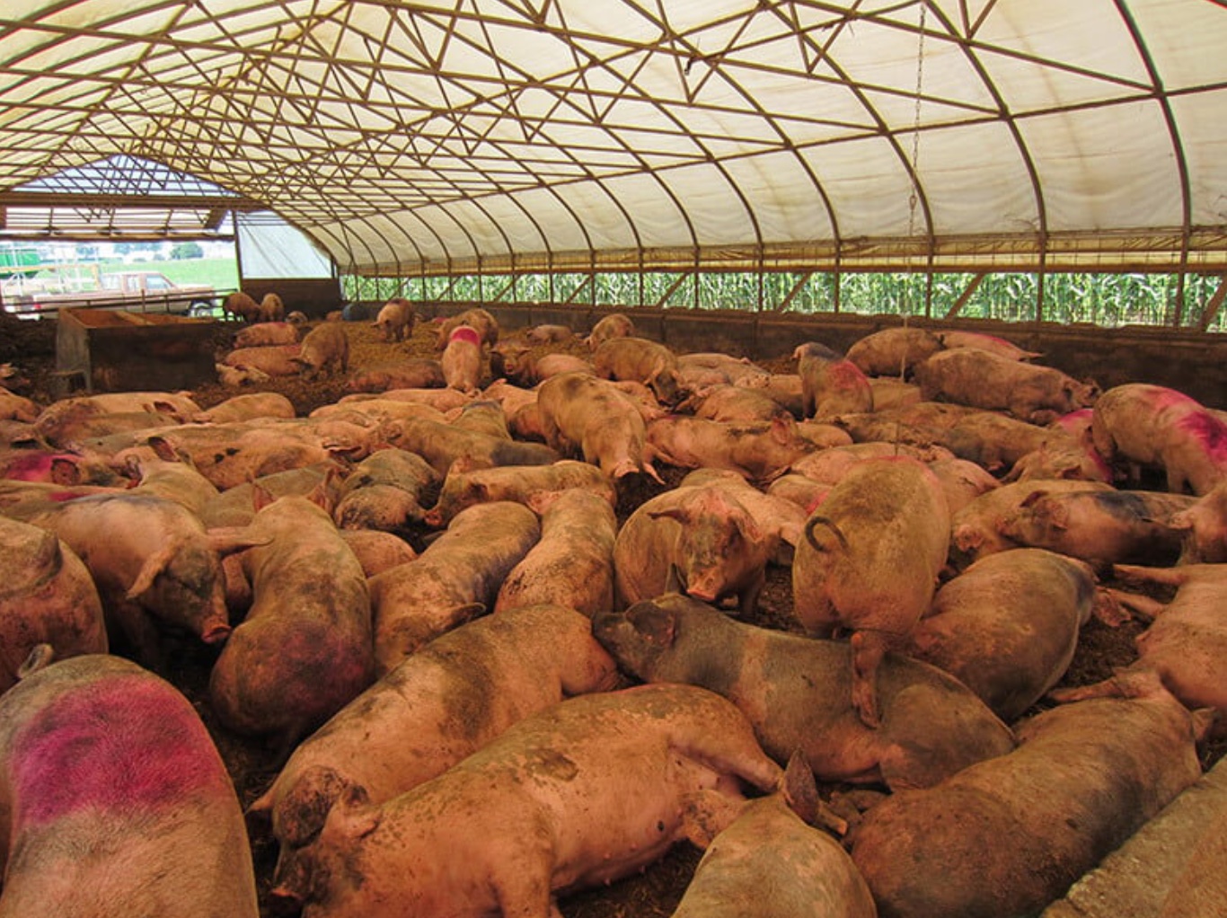 Dozens of pigs crammed into a filthy shed at Sweet Stem Farm, which was Global Animal Partnership–certified at the time. Credit: PETA, from press release.