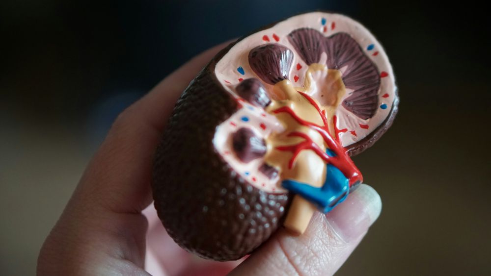 Global Study Finds Kidney Disease Rates Doubling