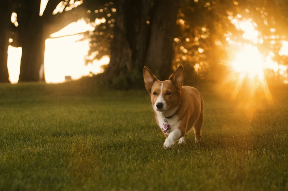 Adult brown Pembroke Welsh Corgi on grass field; image by Jacob Van Blarcom, via Unsplash.com.
