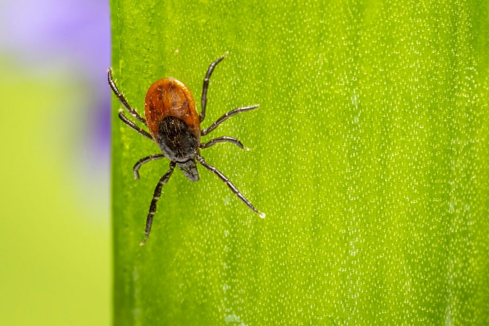 Tick Bite Alpha-Gal Allergy Linked to Death
