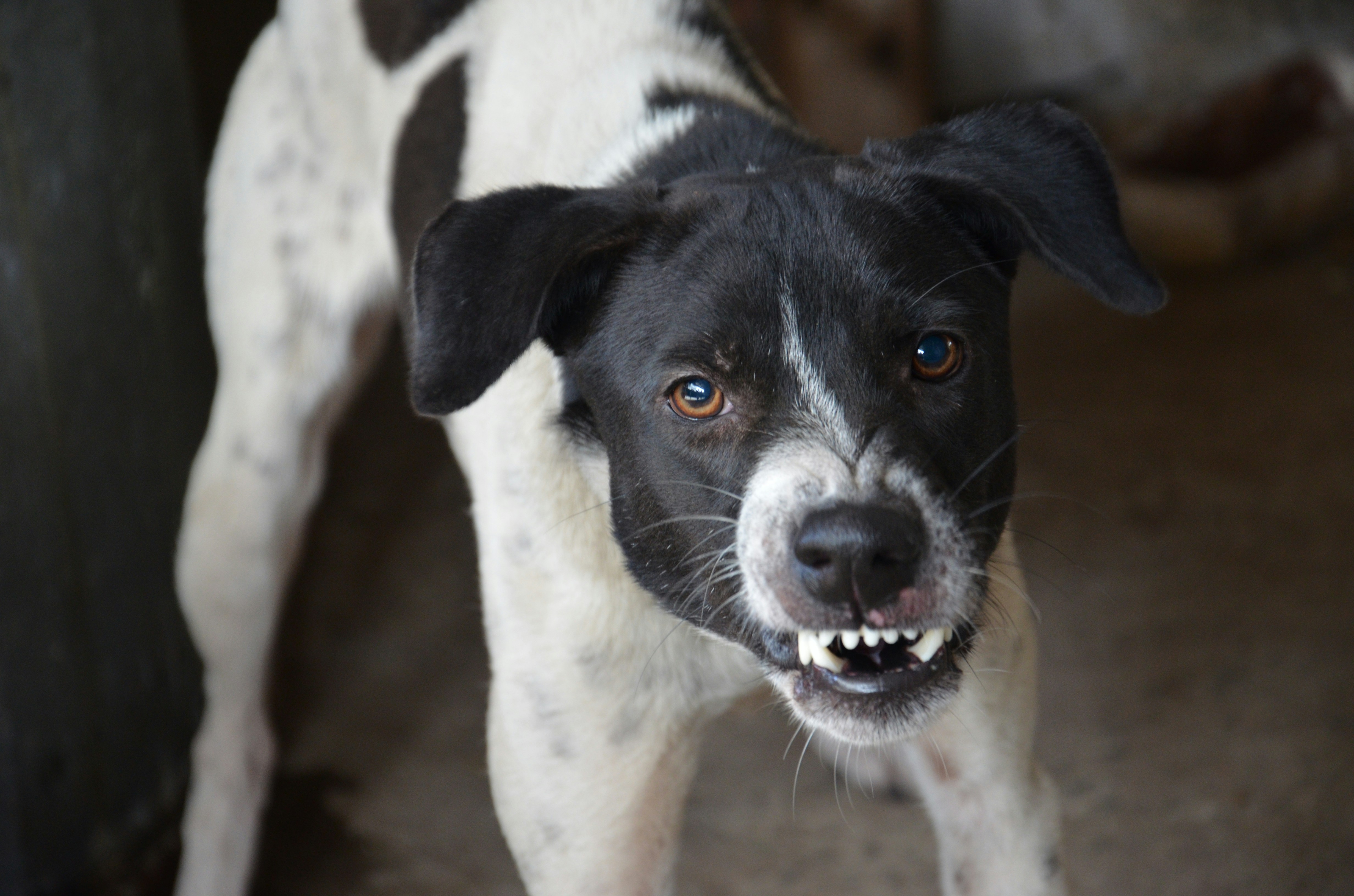 Angry black and white dog baring its teeth; image by Simom Gatdula, via Unsplash.com.