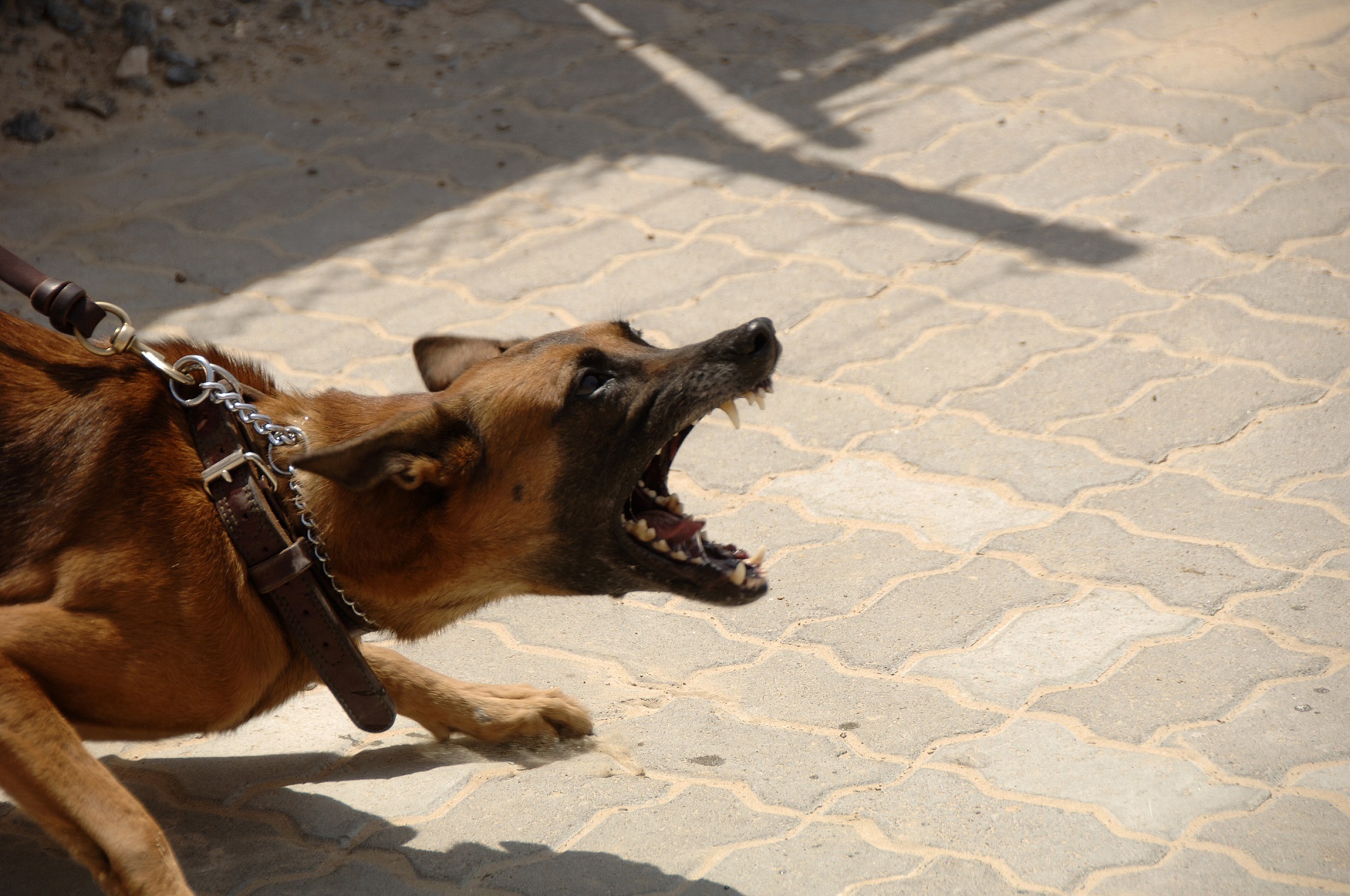 Barking dog straining against leash; image via Pxhere.com, CC0 Public Domain.
