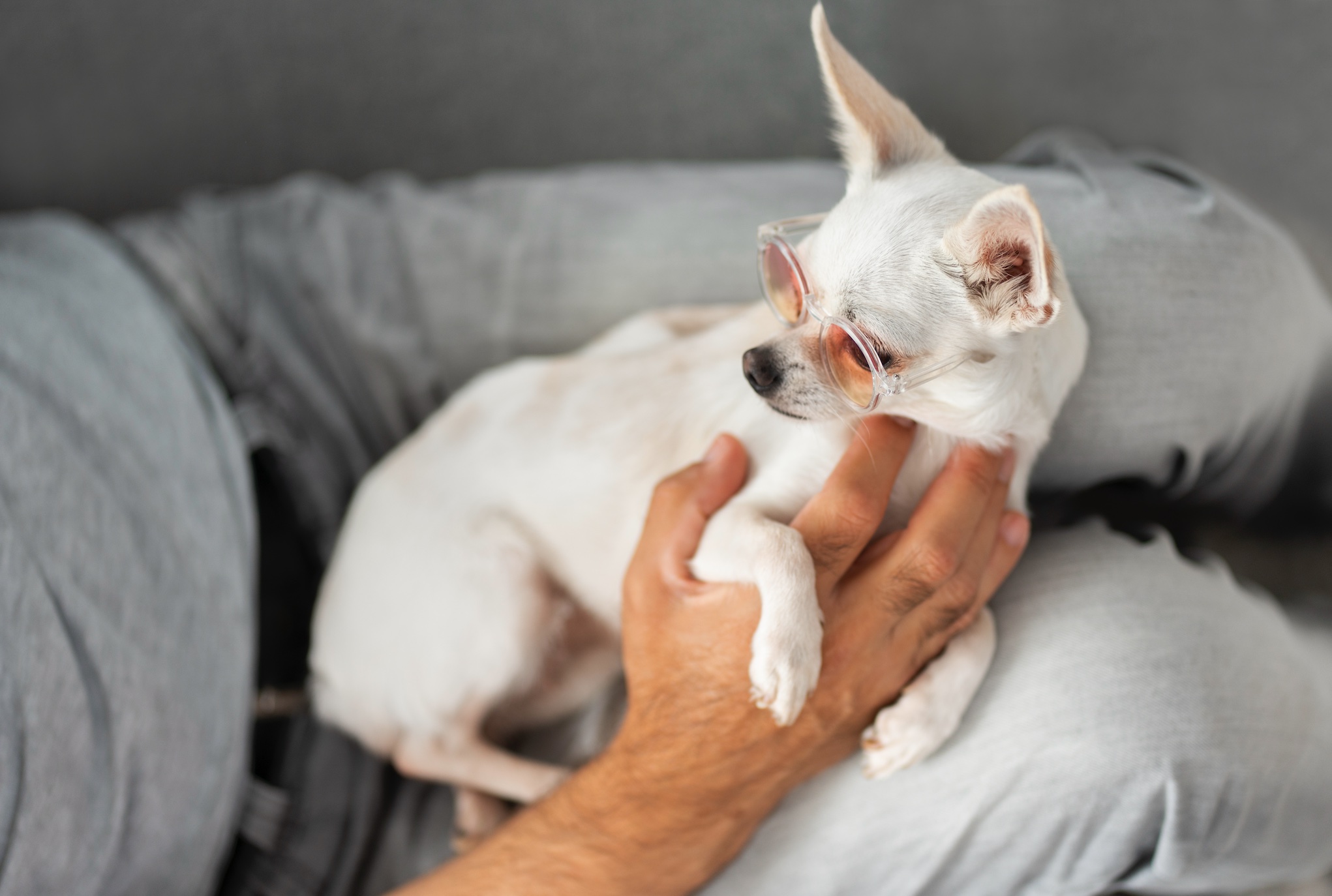 Cute chihuahua wearing glasses resting in the lap of male owner; image by Freepik, via Magnific.com.