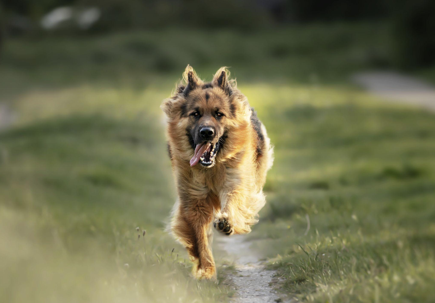 Selective focus shot of an adorable German Shepherd; image by wirestock, via Magnific.com.