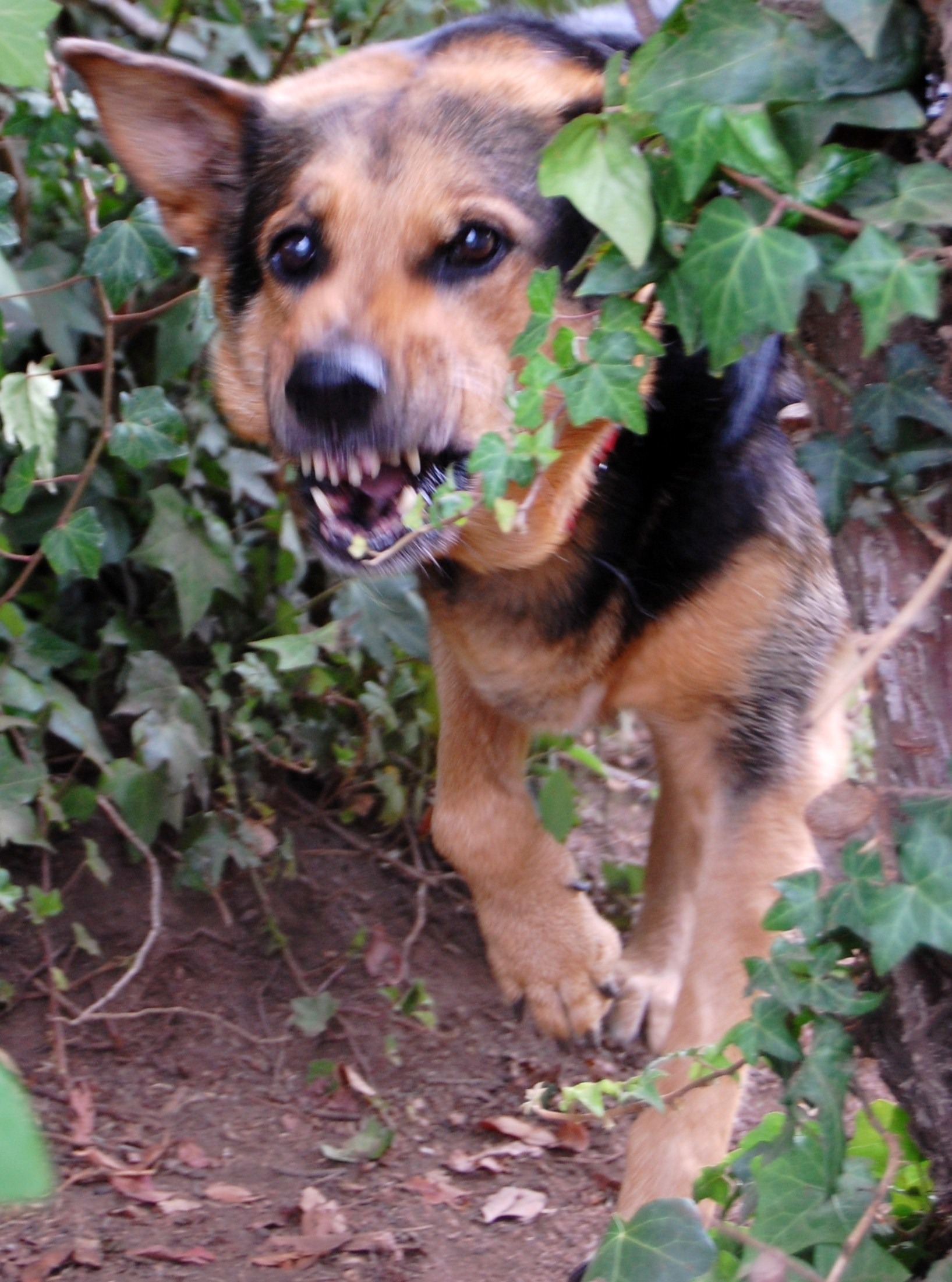 Snarling dog emerging from vines; image via Pxhere.com, CC0 Public Domain.