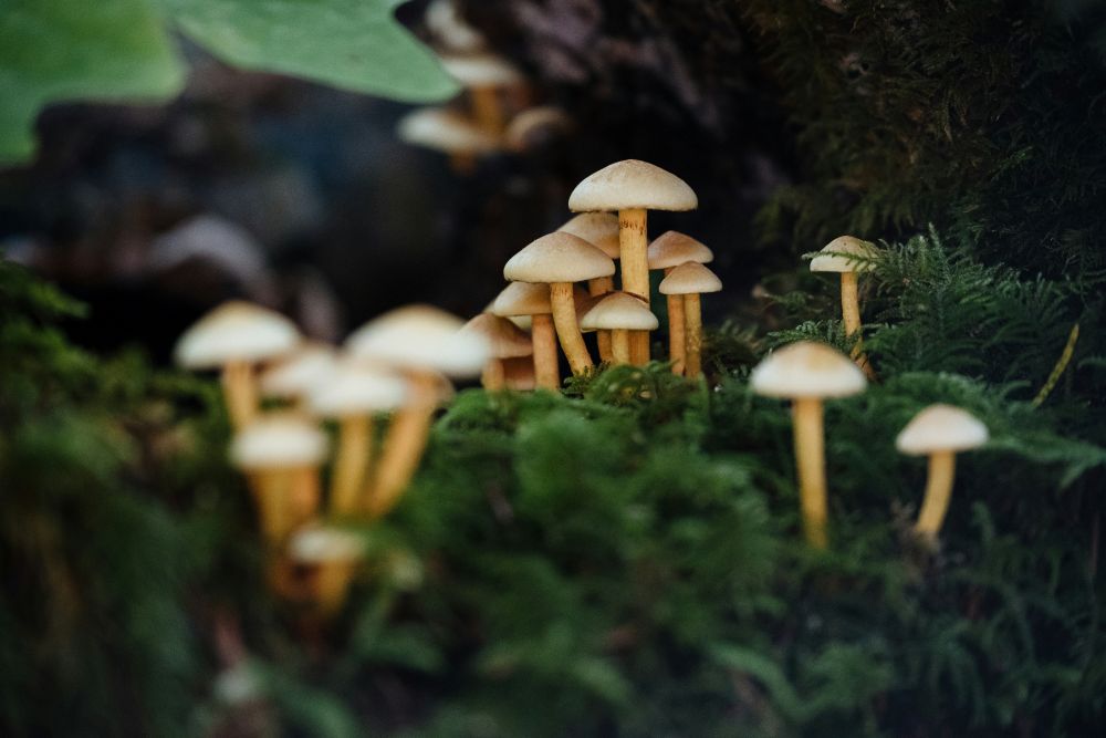 Study: Psilocybin Could Treat Nerve Pain