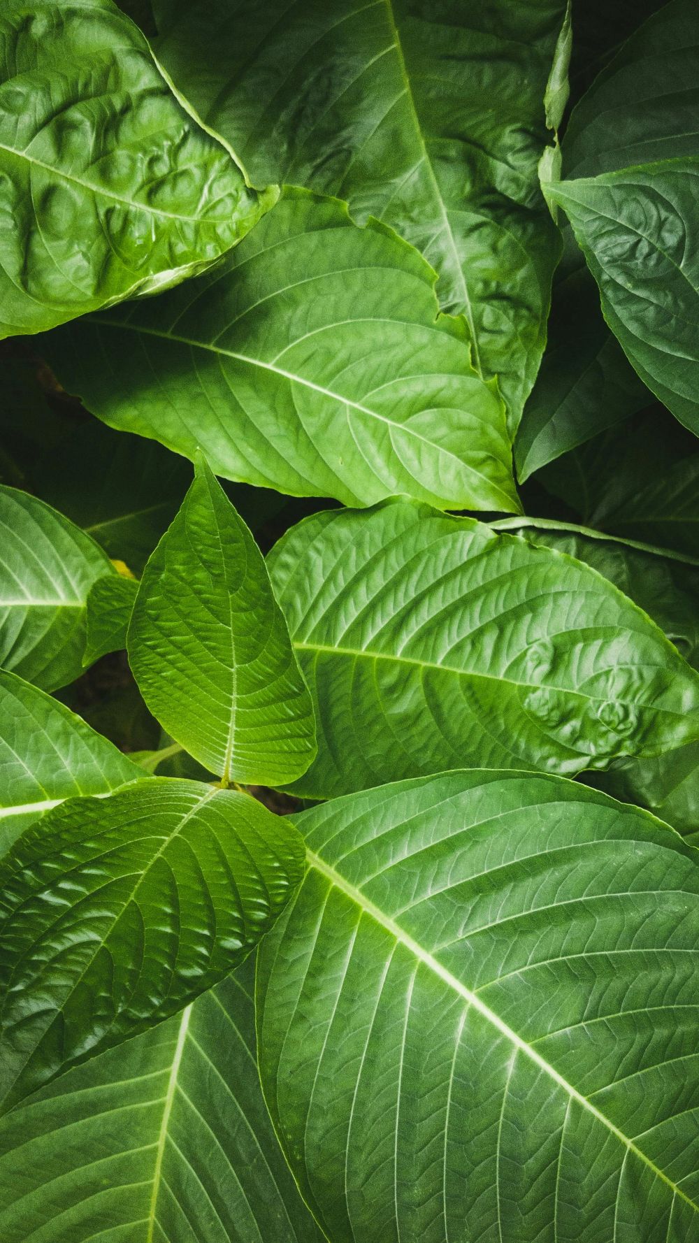 Virginia Sets New, Stricter Rules for Kratom Sales
