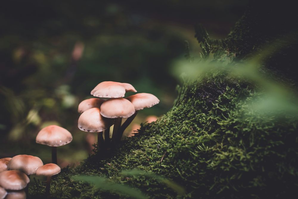 Study: Psilocybin Could Treat Nerve Pain