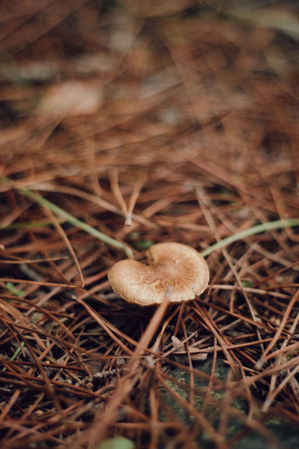 California Warns of Deadly Mushroom Poisonings