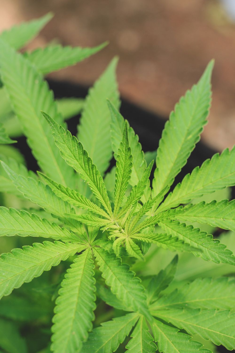 Cannabis Lawsuit Targets Product Health Claims