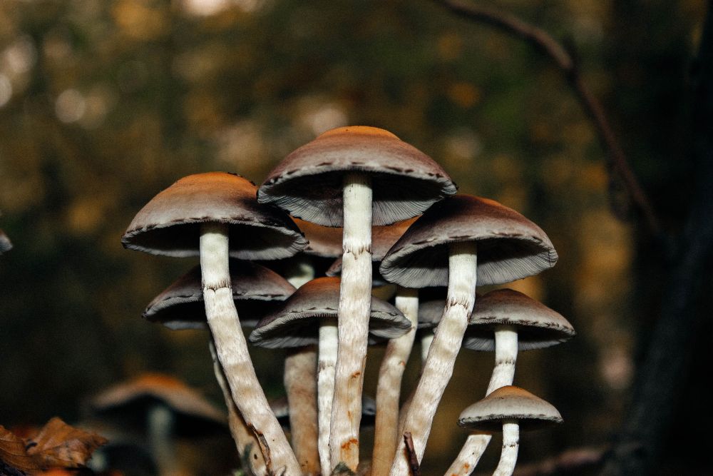 Psilocybin Dose Shows Lasting Effects on Suicidal Thoughts