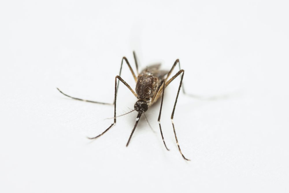New Test Strip Improves Mosquito Virus Detection