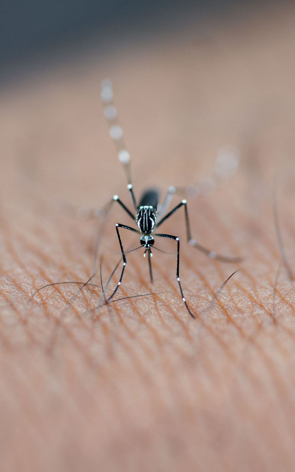 New Test Strip Improves Mosquito Virus Detection