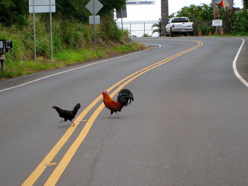 Two chickens crossing the road; image by daveynin, via Flickr.com, CC BY 2.0.