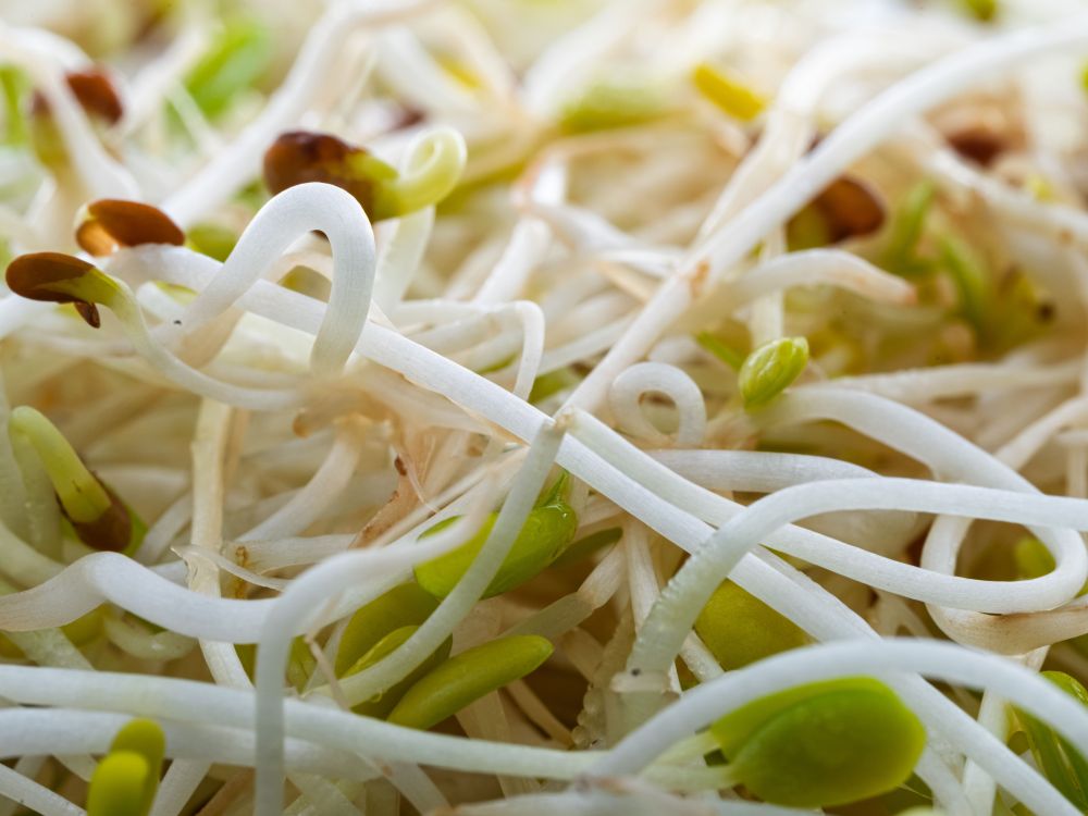 Alfalfa Sprouts Linked to Multistate Outbreak