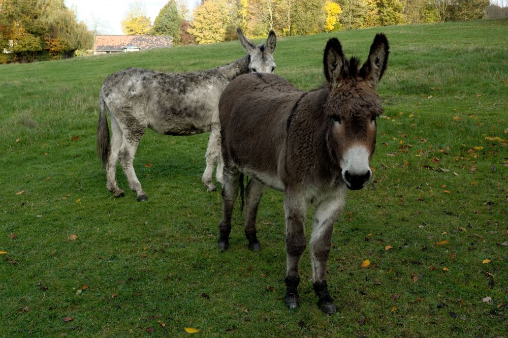 Lawsuit Follows Georgia Donkey Shooting