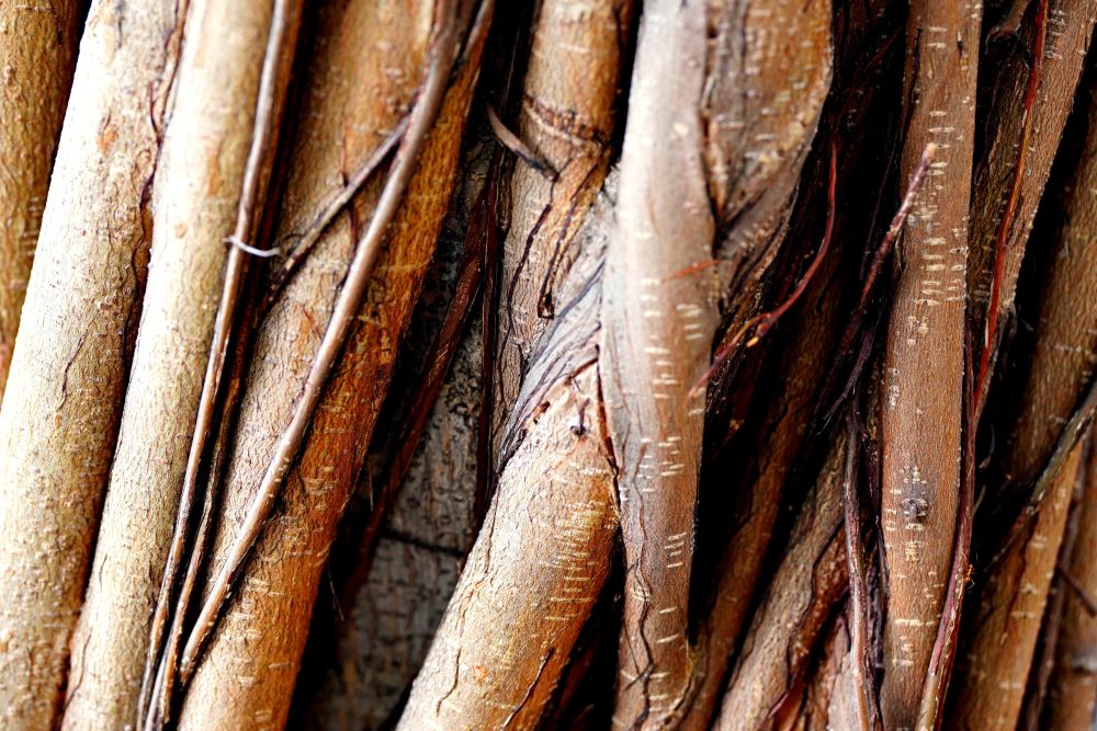 Ayahuasca Experience Linked with Better Mental Health
