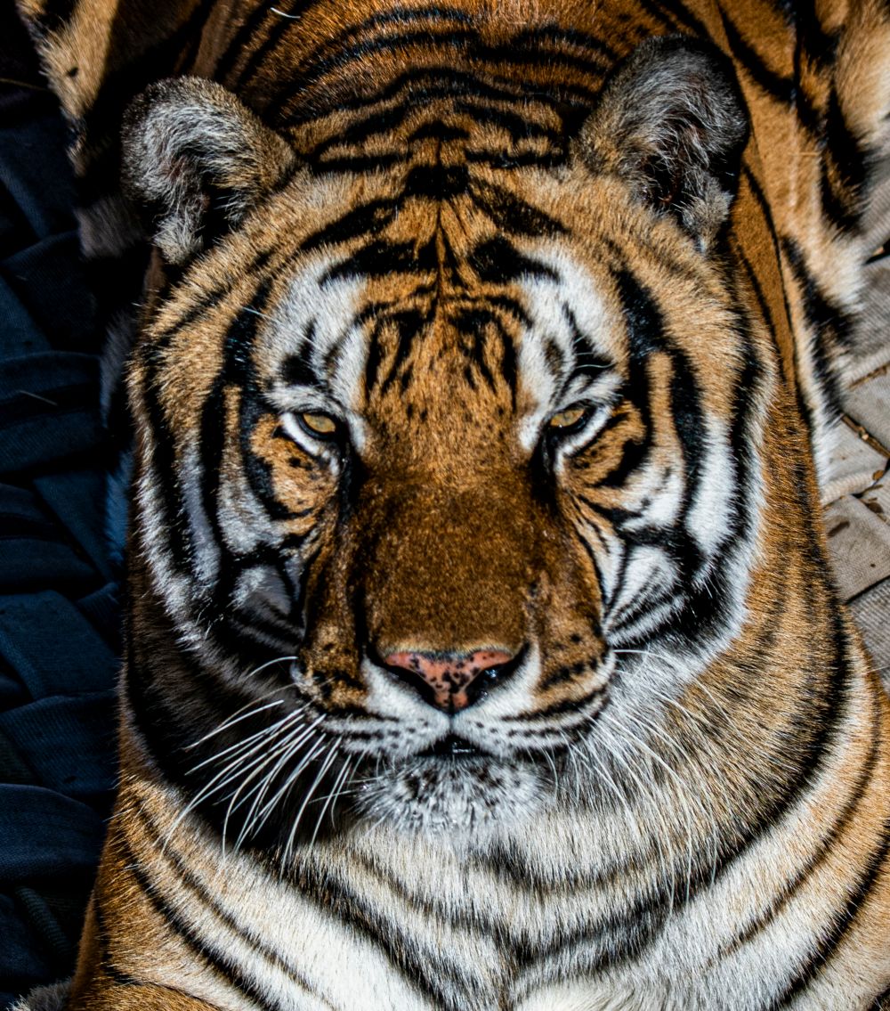 California Couple Sentenced in Protected Wildlife Trafficking Case