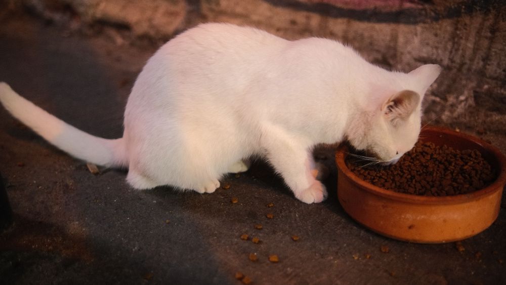 Cat Food Testing Finds Widespread Chemicals